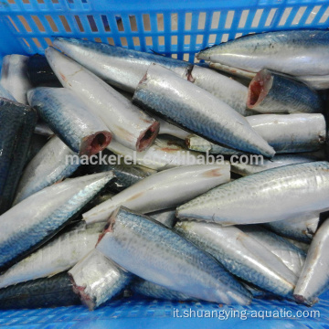 Mackerel Hgt Pacific pulito su congelato di alta qualità